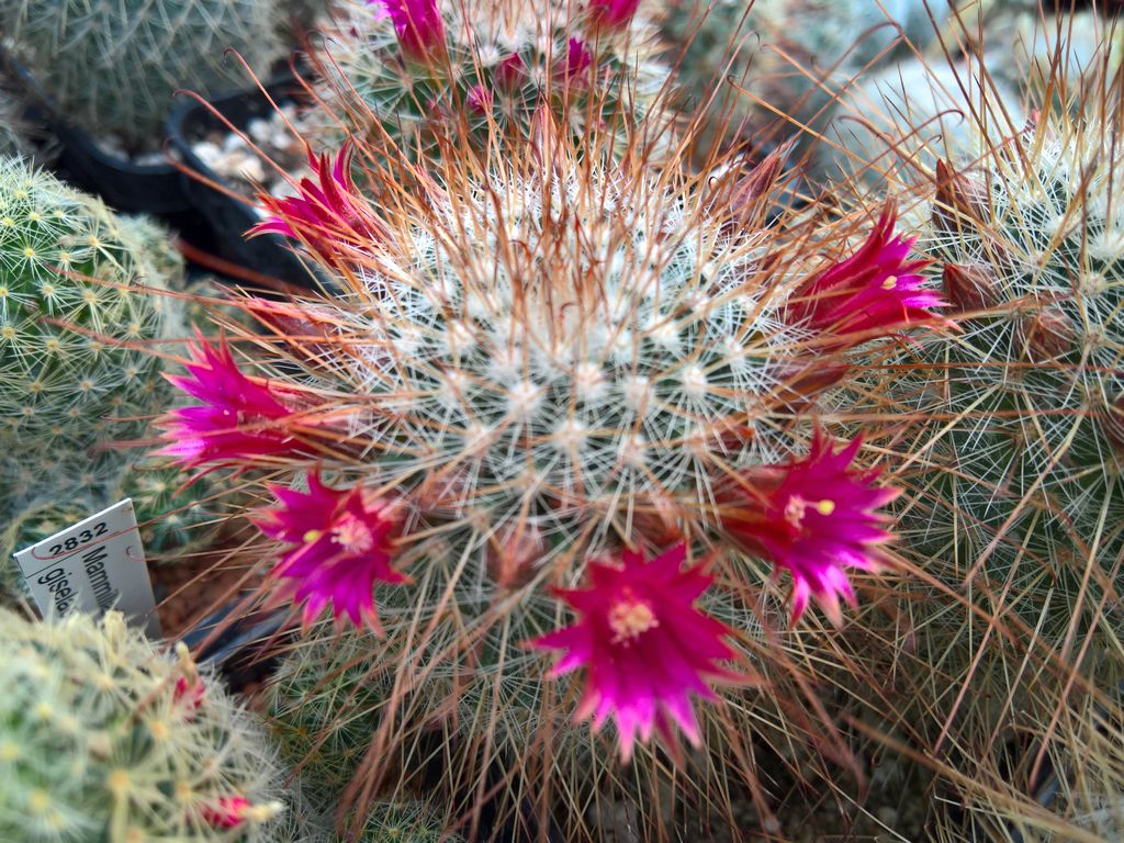 MAMMILLARIA magnifica JR Penon de AmayucaMorelos